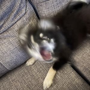 Meet your Posher, Maddy